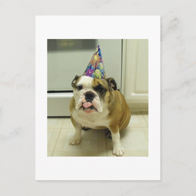 English Bulldog Birthday Postcard (Front)