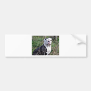 English Bulldog Bumper Sticker