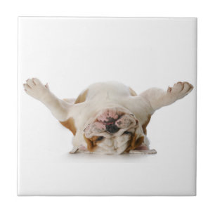 English Bulldog Ceramic Tile