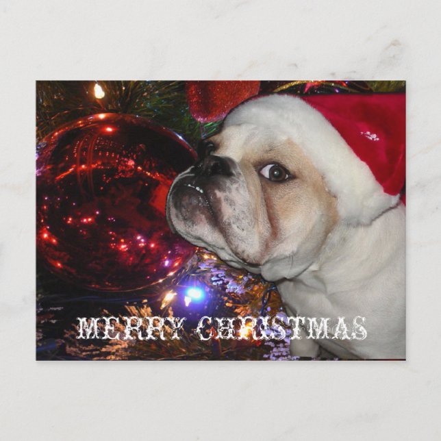 English Bulldog Christmas Holiday Postcard (Front)
