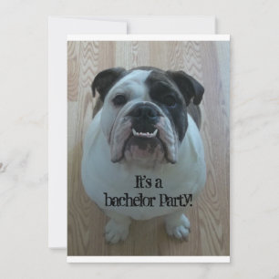 English Bulldog Cool Bachelor Party Invitations