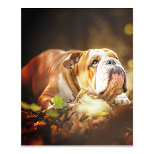 English Bulldog Forest Photo