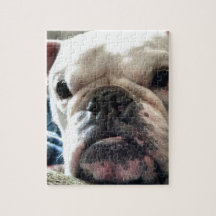 English Bulldog