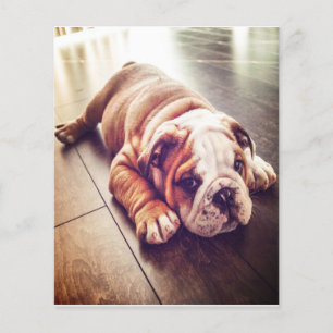 English Bulldog Lying Dog   Dog Photo Flyer