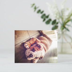English Bulldog Lying Dog Dog Photo Holiday Postcard