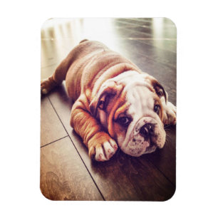 English Bulldog Lying Dog   Dog Photo Magnet