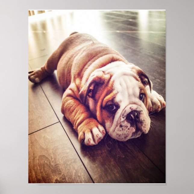 English Bulldog Lying Dog | Dog Photo Poster (Front)