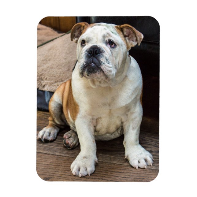 English Bulldog magnet (Vertical)