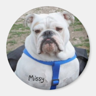 English Bulldog Missy Magnet