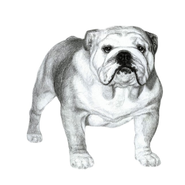 English Bulldog pencil drawing T-Shirt (Hand-drawn English Bulldog )