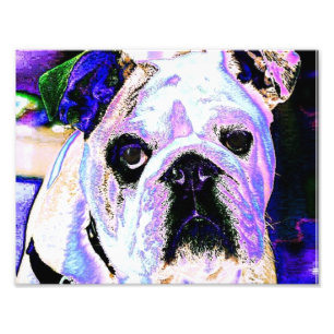 English Bulldog Pop Art Photo Print