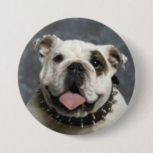 English Bulldog Portrait Photo Round Button