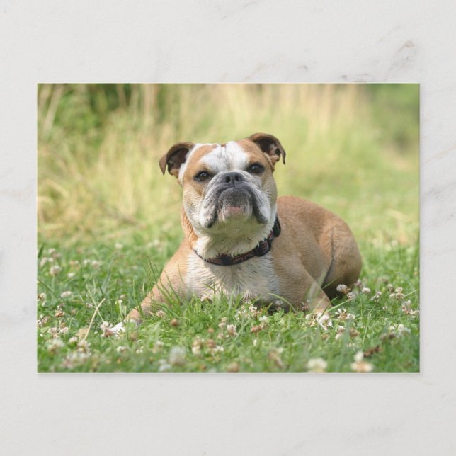 English Bulldog Postcard (Front)