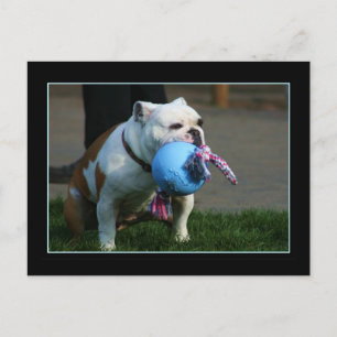 English Bulldog postcard