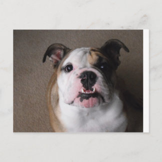 English Bulldog Postcard