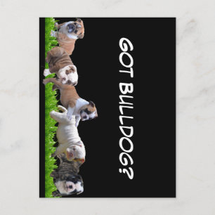 English Bulldog Postcard