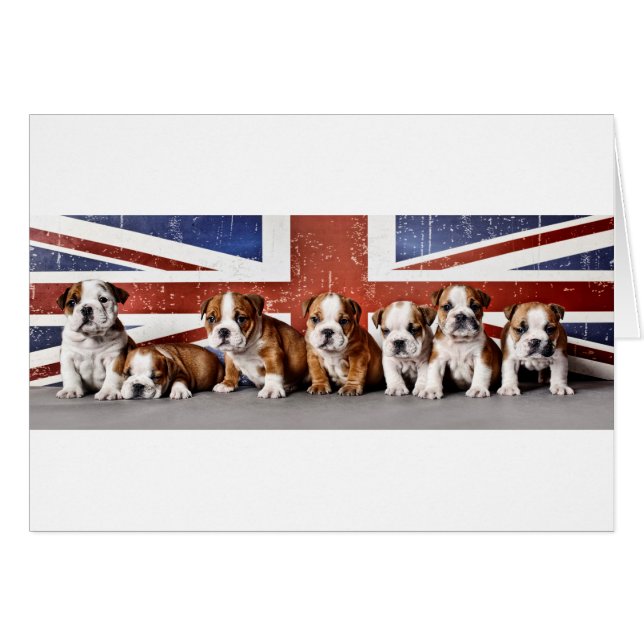 English bulldog puppies (Front Horizontal)