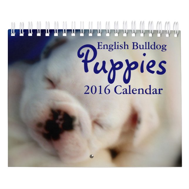 English Bulldog Puppies 2016 Calendar (Cover)