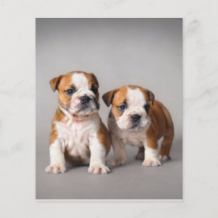English Bulldog Puppies   Couple Cute Bulldog Flyer