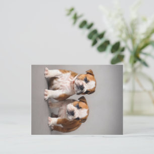 English Bulldog Puppies Couple Cute Bulldog Holiday Postcard