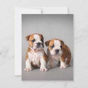 English Bulldog Puppies   Couple Cute Bulldog Invitation