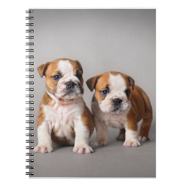English Bulldog Puppies | Couple Cute Bulldog Notebook (Front)