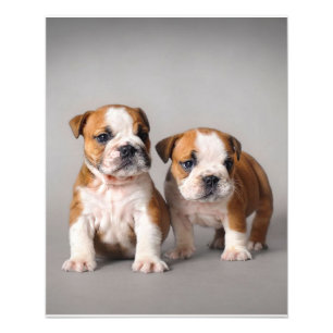 English Bulldog Puppies   Couple Cute Bulldog Photo Print