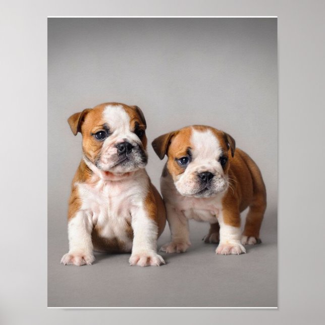 English Bulldog Puppies | Couple Cute Bulldog Poster (Front)