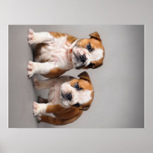 English Bulldog Puppies   Couple Cute Bulldog Poster