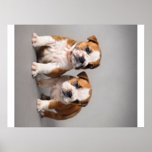 English Bulldog Puppies Couple Cute Bulldog Poster