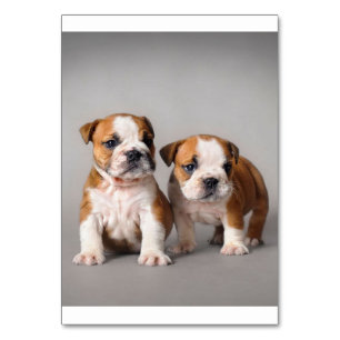 English Bulldog Puppies Couple Cute Bulldog Table Number