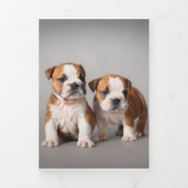 English Bulldog Puppies | Couple Cute Bulldog Tri-Fold Announcement (Cover)