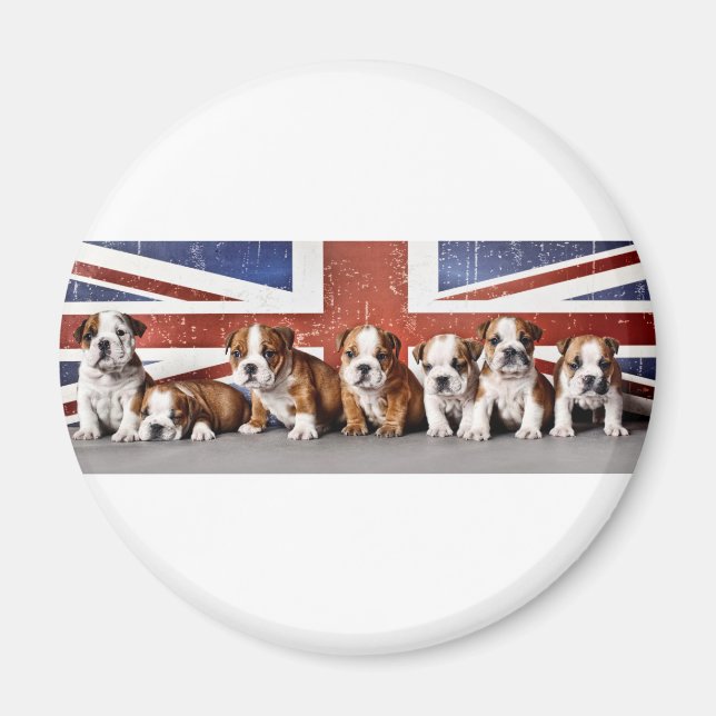 English bulldog puppies magnet (Front)