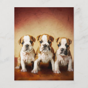 English Bulldog Puppies Really Cute Flyer