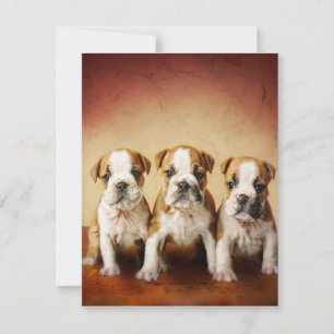 English Bulldog Puppies Really Cute Invitation