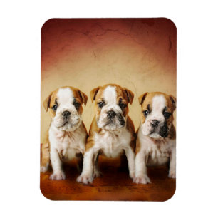 English Bulldog Puppies Really Cute Magnet