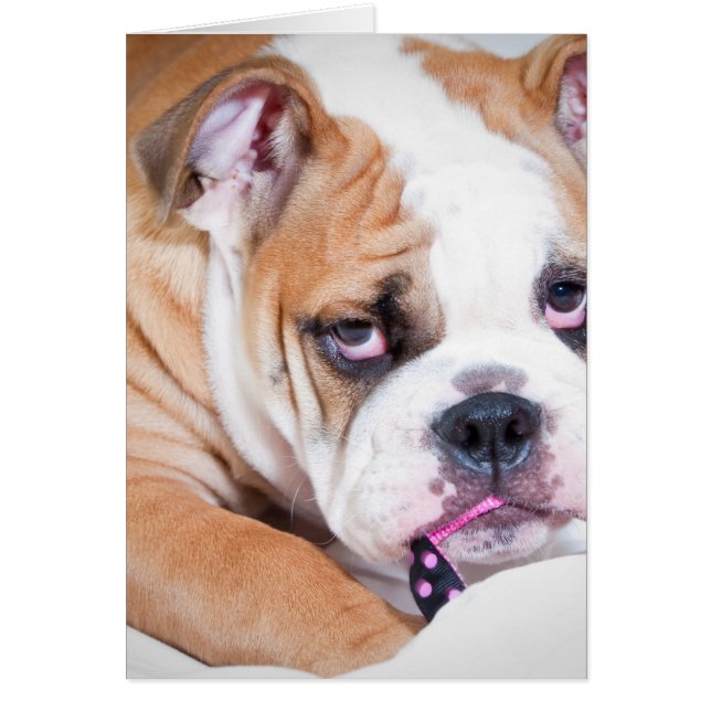 English bulldog puppy (Front)