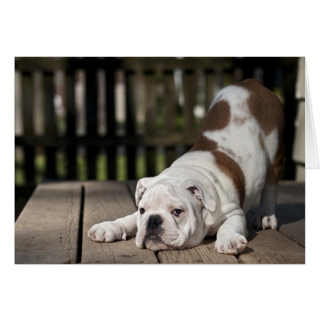 English Bulldog Puppy (Front Horizontal)