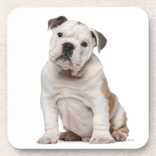 English bulldog puppy (2 months old) coaster
