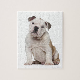English bulldog puppy (2 months old) jigsaw puzzle