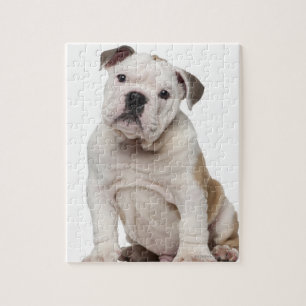 English bulldog puppy (2 months old) jigsaw puzzle