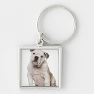 English bulldog puppy (2 months old) key ring