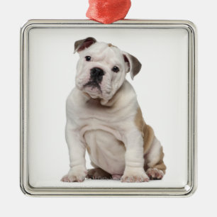 English bulldog puppy (2 months old) metal tree decoration