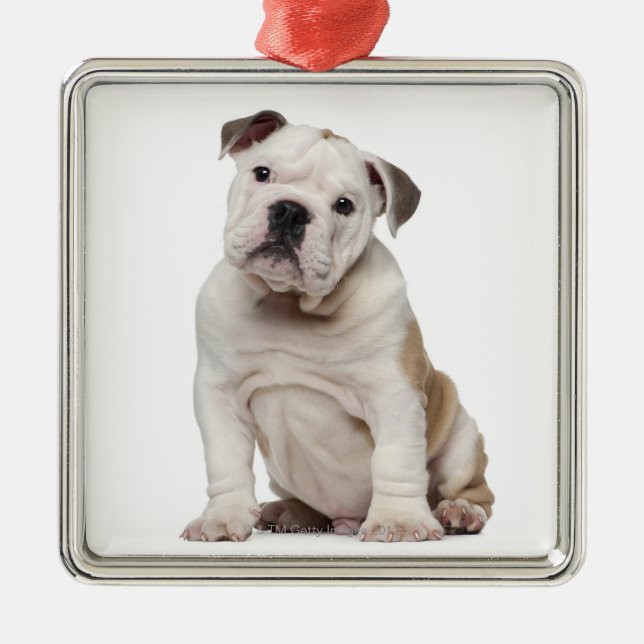 English bulldog puppy (2 months old) metal tree decoration (Front)