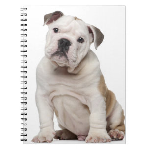 English bulldog puppy (2 months old) notebook