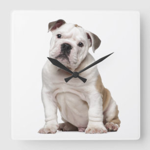 English bulldog puppy (2 months old) square wall clock