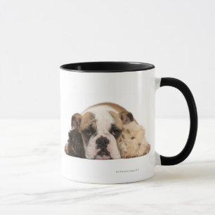 English bulldog puppy (4 months old) and two guine mug