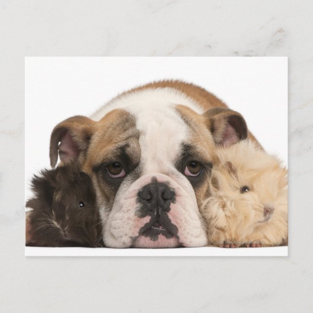 English bulldog puppy (4 months old) and two guine postcard (Front)