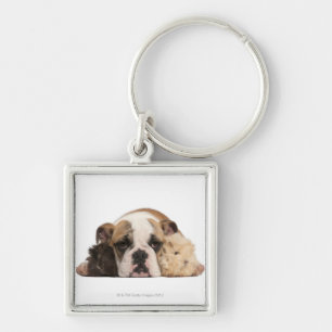 English bulldog puppy (4 months old) and two key ring