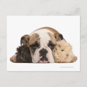 English bulldog puppy (4 months old) and two postcard
